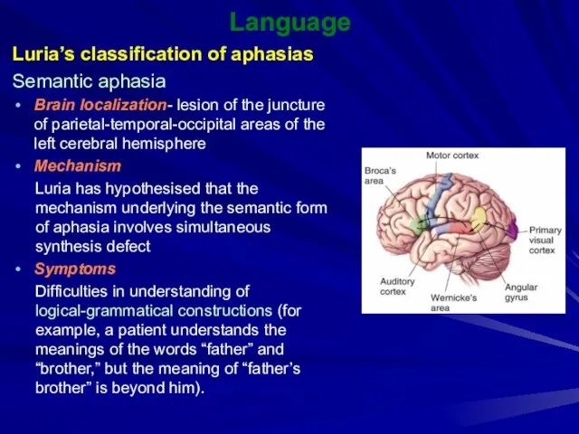Language Luria’s classification of aphasias Semantic aphasia Brain localization- lesion of the