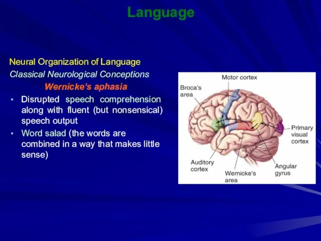 Language Neural Organization of Language Classical Neurological Conceptions Wernicke’s aphasia Disrupted speech