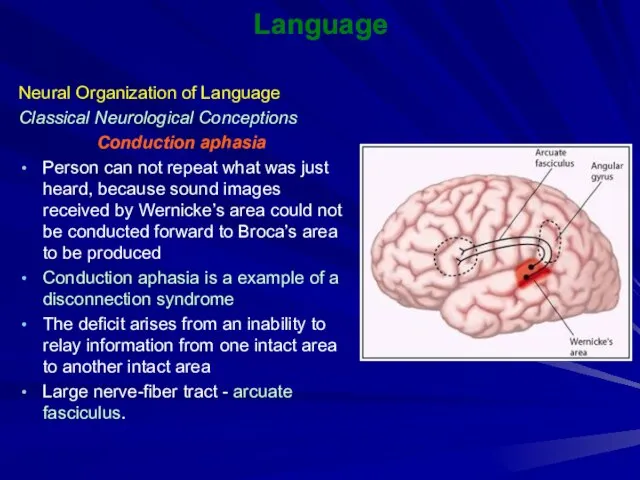 Language Neural Organization of Language Classical Neurological Conceptions Conduction aphasia Person can