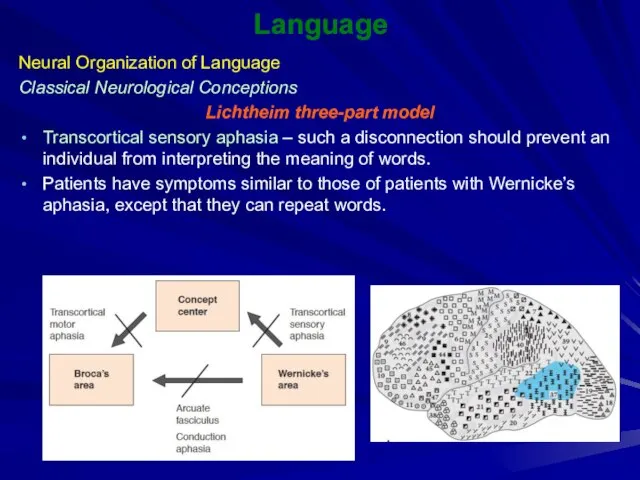 Language Neural Organization of Language Classical Neurological Conceptions Lichtheim three-part model Transcortical