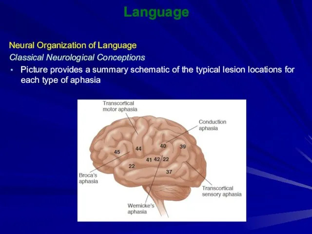 Language Neural Organization of Language Classical Neurological Conceptions Picture provides a summary