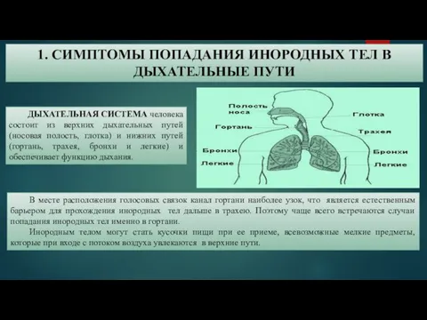 ДЫХАТЕЛЬНАЯ СИСТЕМА человека состоит из верхних дыхательных путей (носовая полость, глотка) и