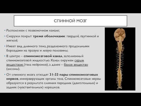 СПИННОЙ МОЗГ Расположен с позвоночном канале; Снаружи покрыт тремя оболочками: твердой, паутинной