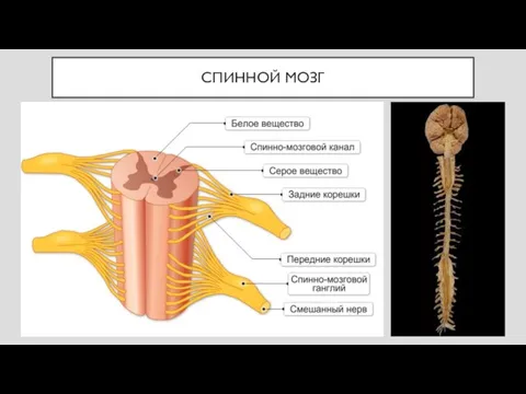 СПИННОЙ МОЗГ