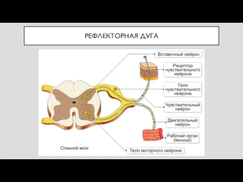 РЕФЛЕКТОРНАЯ ДУГА