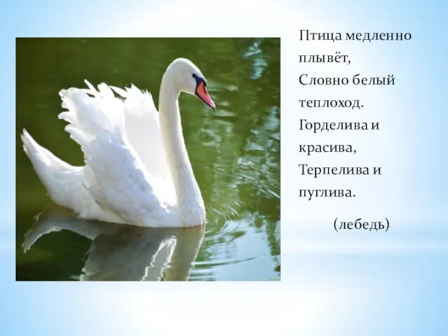 Птица медленно плывёт, Словно белый теплоход. Горделива и красива, Терпелива и пуглива. (лебедь)
