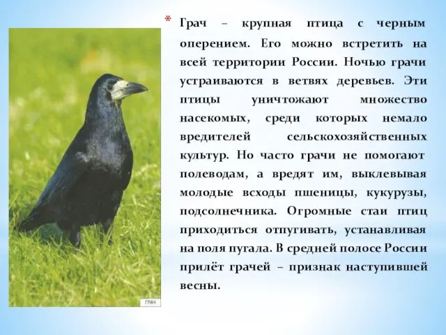 Грач – крупная птица с черным оперением. Его можно встретить на всей