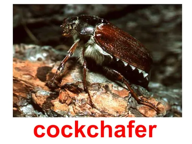 cockchafer