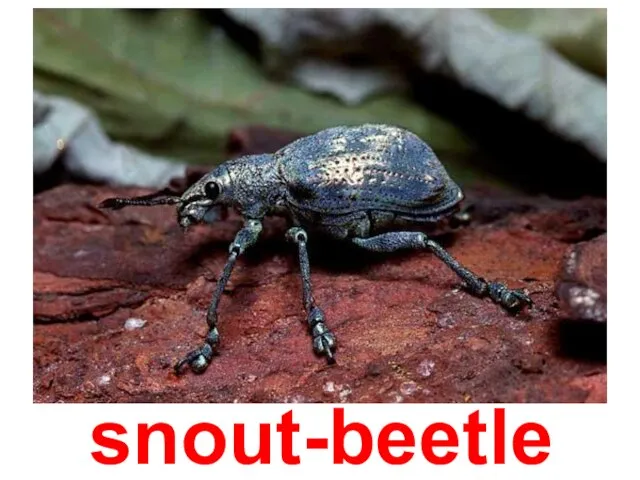 snout-beetle