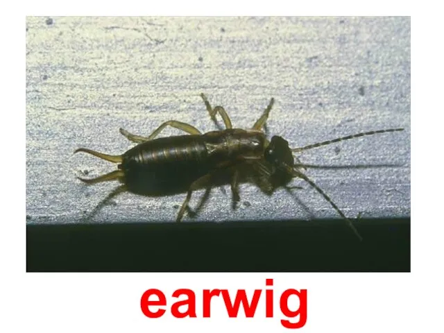 earwig