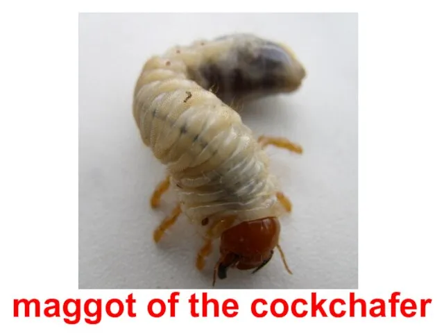maggot of the cockchafer