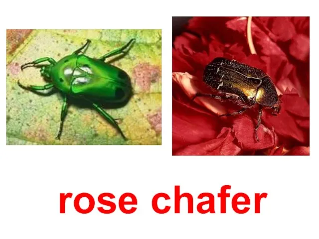 rose chafer