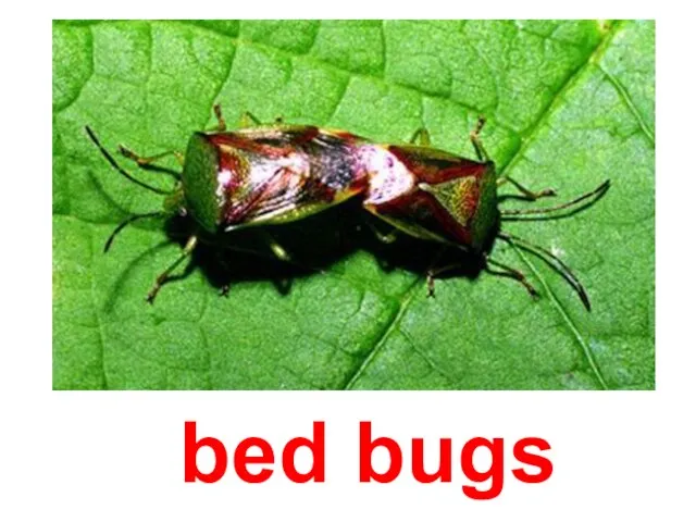 bed bugs