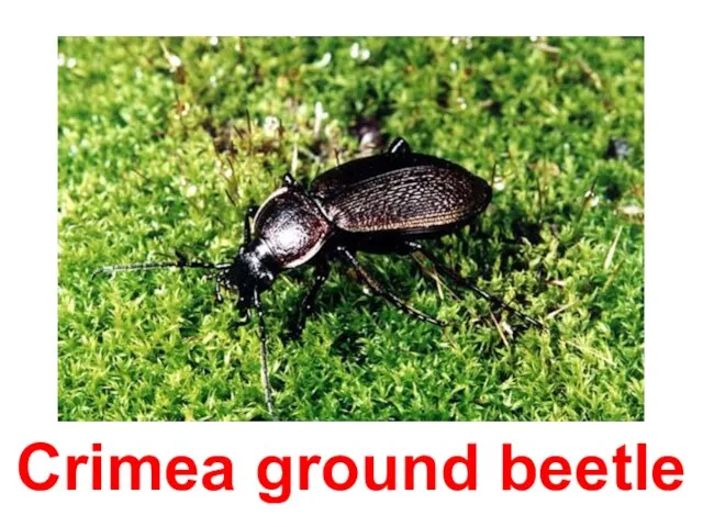 Crimea ground beetle