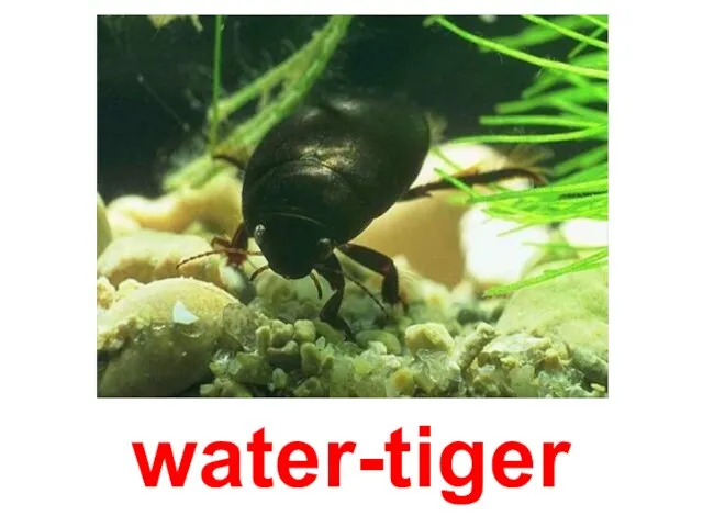 water-tiger