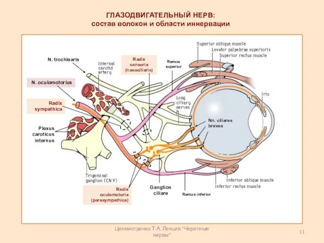 ГЛАЗОДВИГАТЕЛЬНЫЙ НЕРВ: состав волокон и области иннервации Radix sympathica Radix oculomotoria (parasympathica)