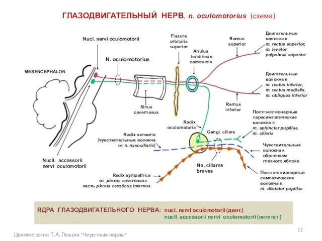 ГЛАЗОДВИГАТЕЛЬНЫЙ НЕРВ, n. oculomotorius (схема) MESENCEPHALON ЯДРА ГЛАЗОДВИГАТЕЛЬНОГО НЕРВА: nucl. nervi oculomotorii