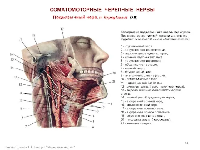 СОМАТОМОТОРНЫЕ ЧЕРЕПНЫЕ НЕРВЫ Подъязычный нерв, n. hypoglossus (XII) Топография подъязычного нерва. Вид