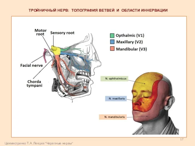 ТРОЙНИЧНЫЙ НЕРВ: ТОПОГРАФИЯ ВЕТВЕЙ И ОБЛАСТИ ИННЕРВАЦИИ N. ophthalmicus N. maxillaris N.