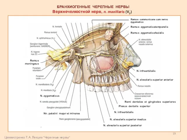 Верхнечелюстной нерв, n. maxillaris (V2) БРАНХИОГЕННЫЕ ЧЕРЕПНЫЕ НЕРВЫ N. zygomaticus Ramus meningeus