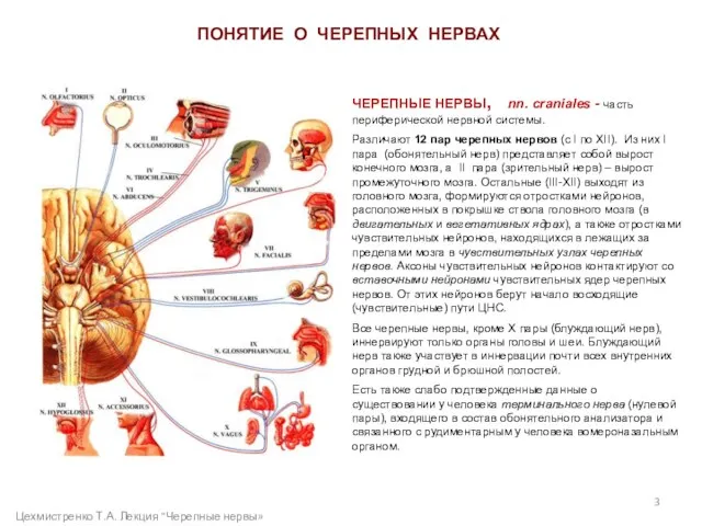 ЧЕРЕПНЫЕ НЕРВЫ, nn. craniales - часть периферической нервной системы. Различают 12 пар