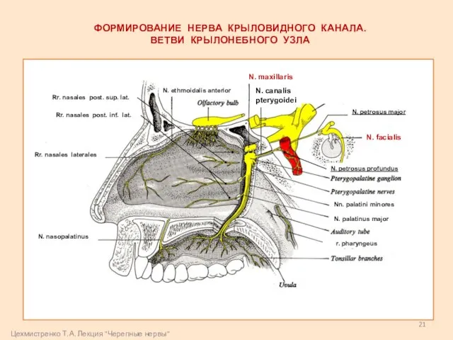 ФОРМИРОВАНИЕ НЕРВА КРЫЛОВИДНОГО КАНАЛА. ВЕТВИ КРЫЛОНЕБНОГО УЗЛА r. pharyngeus N. maxillaris N.