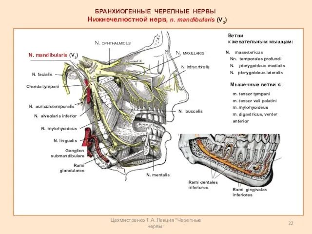 Rami gingivales inferiores БРАНХИОГЕННЫЕ ЧЕРЕПНЫЕ НЕРВЫ Нижнечелюстной нерв, n. mandibularis (V3) N.