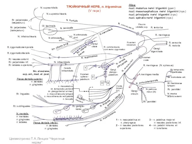 ТРОЙНИЧНЫЙ НЕРВ, n. trigeminus (V пара) Ядра: nucl. motorius nervi trigemini (двиг.)