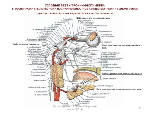 УЗЛОВЫЕ ВЕТВИ ТРОЙНИЧНОГО НЕРВА К РЕСНИЧНОМУ, КРЫЛОНЕБНОМУ, ПОДНИЖНЕЧЕЛЮСТНОМУ, ПОДЪЯЗЫЧНОМУ И УШНОМУ УЗЛАМ