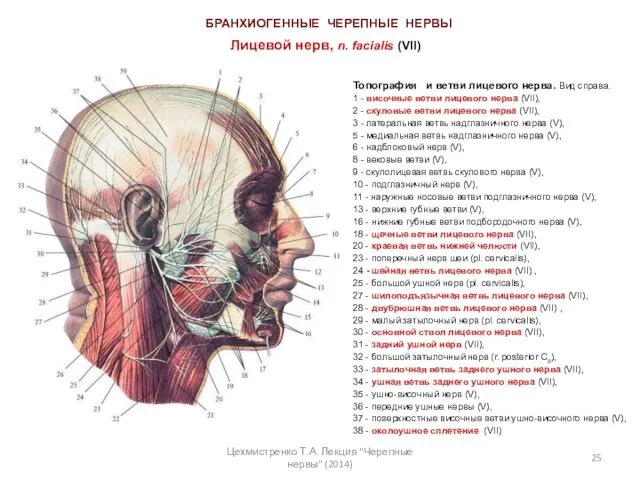 Топография и ветви лицевого нерва. Вид справа. 1 - височные ветви лицевого