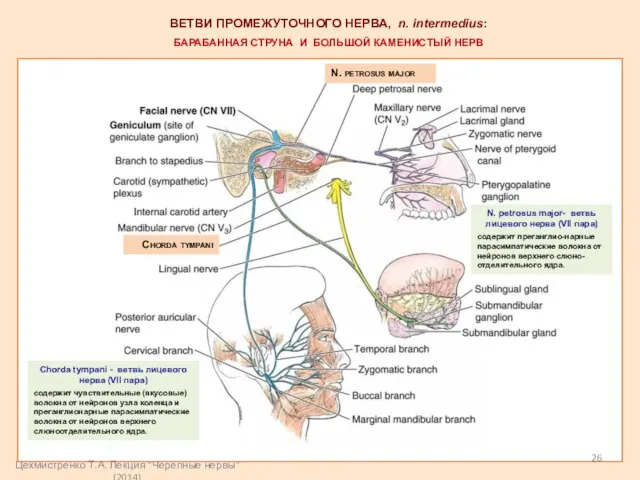 ВЕТВИ ПРОМЕЖУТОЧНОГО НЕРВА, n. intermedius: БАРАБАННАЯ СТРУНА И БОЛЬШОЙ КАМЕНИСТЫЙ НЕРВ N.