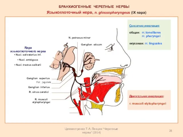 Языкоглоточный нерв, n. glossopharyngeus (IX пара) Ядра языкоглоточного нерва Nucl. salivatorius inf.