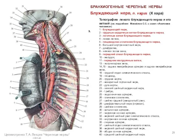 Блуждающий нерв, n. vagus (Х пара) Топография левого блуждающего нерва. 1 -