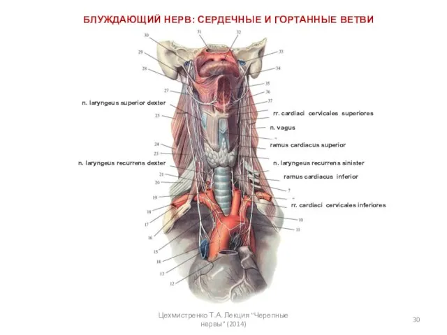 БЛУЖДАЮЩИЙ НЕРВ: СЕРДЕЧНЫЕ И ГОРТАННЫЕ ВЕТВИ n. vagus ramus cardiacus superior n.