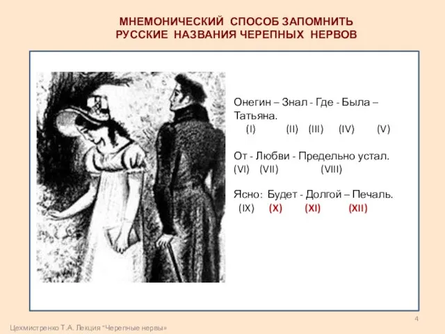 МНЕМОНИЧЕСКИЙ СПОСОБ ЗАПОМНИТЬ РУССКИЕ НАЗВАНИЯ ЧЕРЕПНЫХ НЕРВОВ Онегин – Знал - Где