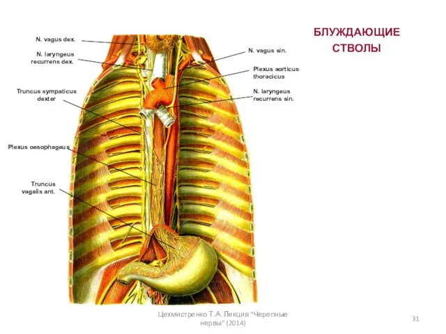 БЛУЖДАЮЩИЕ СТВОЛЫ N. vagus sin. N. vagus dex. Truncus sympaticus dexter Plexus