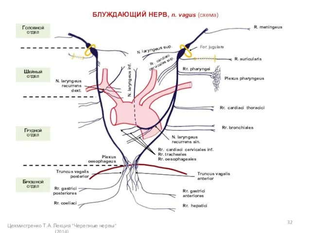 БЛУЖДАЮЩИЙ НЕРВ, n. vagus (схема) Головной отдел R. meningeus R. auricularis N.