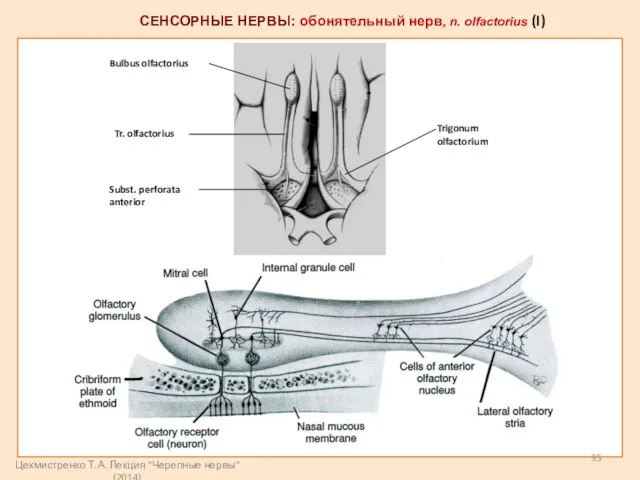 Bulbus olfactorius Tr. olfactorius Subst. perforata anterior Trigonum olfactorium СЕНСОРНЫЕ НЕРВЫ: обонятельный