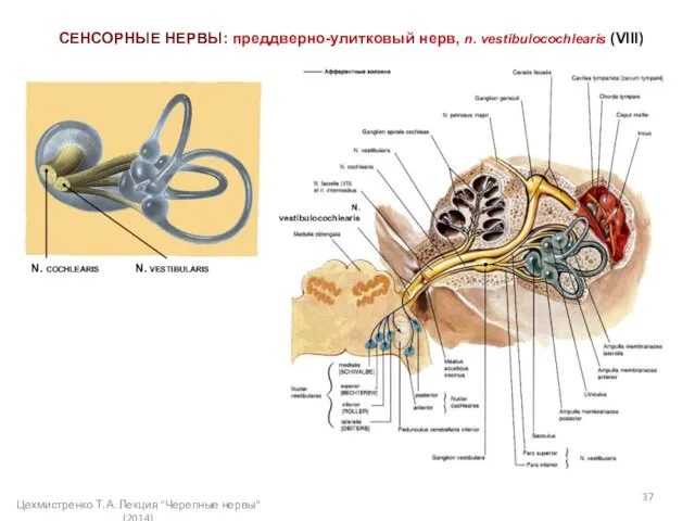 СЕНСОРНЫЕ НЕРВЫ: преддверно-улитковый нерв, n. vestibulocochlearis (VIII) Цехмистренко Т.А. Лекция "Черепные нервы"