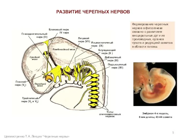 РАЗВИТИЕ ЧЕРЕПНЫХ НЕРВОВ Эмбрион 4-х недель, 6 мм длины, 43-44 сомита Средний