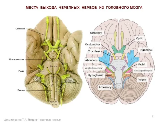 Bulbus МЕСТА ВЫХОДА ЧЕРЕПНЫХ НЕРВОВ ИЗ ГОЛОВНОГО МОЗГА Pons Mesencephalon Cerebrum Цехмистренко Т.А. Лекция "Черепные нервы»