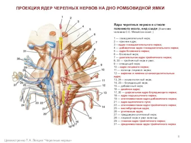 Ядра черепных нервов в стволе головного мозга, вид сзади (Анатомия человека С.С.