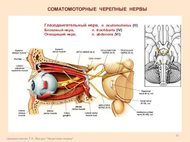 СОМАТОМОТОРНЫЕ ЧЕРЕПНЫЕ НЕРВЫ Глазодвигательный нерв, n. oculomotorius (III) Блоковый нерв, n. trochlearis