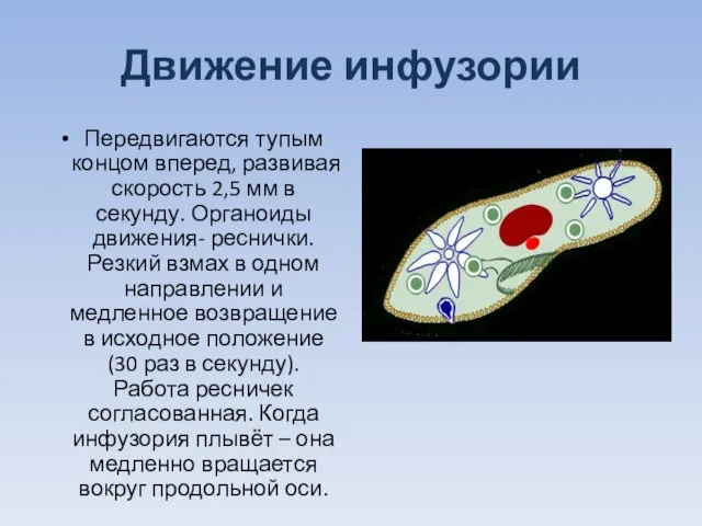 Движение инфузории Передвигаются тупым концом вперед, развивая скорость 2,5 мм в секунду.