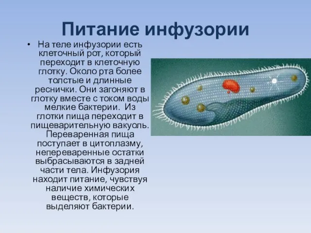 Питание инфузории На теле инфузории есть клеточный рот, который переходит в клеточную