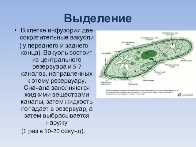 Выделение В клетке инфузории две сократительные вакуоли ( у переднего и заднего