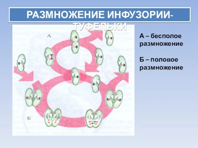 РАЗМНОЖЕНИЕ ИНФУЗОРИИ-ТУФЕЛЬКИ А – бесполое размножение Б – половое размножение