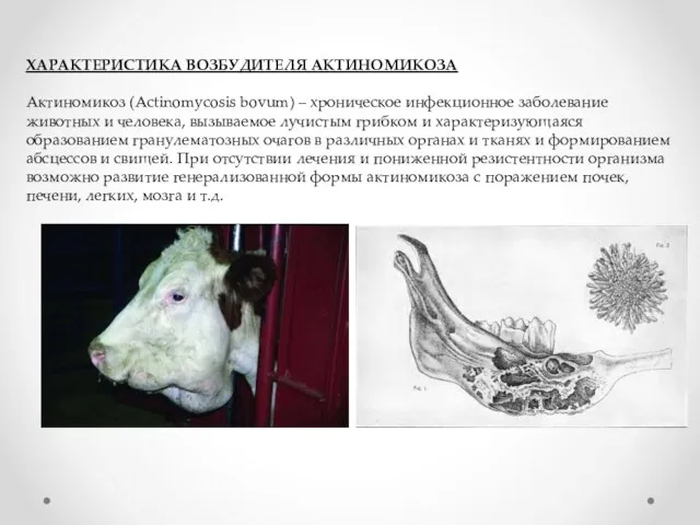 ХАРАКТЕРИСТИКА ВОЗБУДИТЕЛЯ АКТИНОМИКОЗА Актиномикоз (Actinomycosis bovum) – хроническое инфекционное заболевание животных и