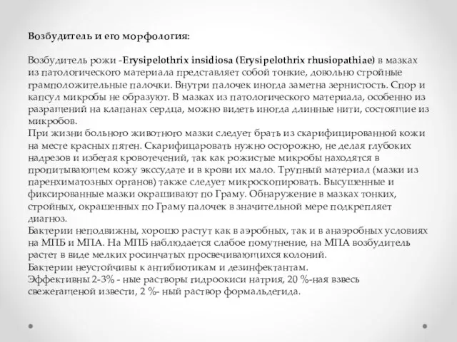 Возбудитель и его морфология: Возбудитель рожи -Erysipelothrix insidiosa (Erysipelothrix rhusiopathiae) в мазках