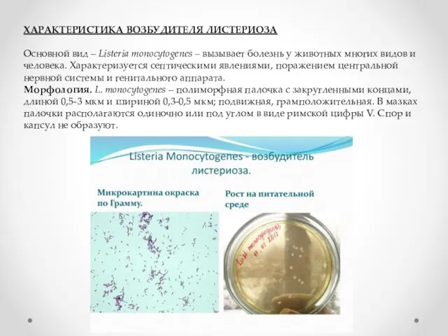 ХАРАКТЕРИСТИКА ВОЗБУДИТЕЛЯ ЛИСТЕРИОЗА Основной вид – Listeria monocytogenes – вызывает болезнь у
